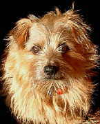 Hallo, ich bin Charly, ein stolzer Norfolk-Terrier. Ich habe dank meiner Nase schon so manches Ausflugsziel fr Euch entdeckt!