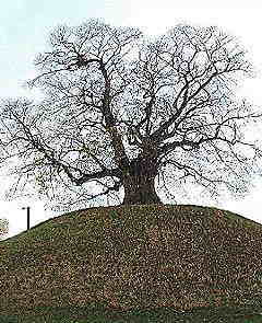 Der Tumulus in Evessen mit der uralten Linde