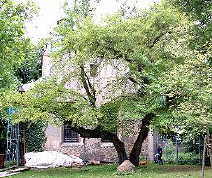 Der mchtige Gingkobaum vor der Rckfront der St. Levin-Kirche