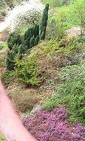Moorgebiet im Botanischen Garten