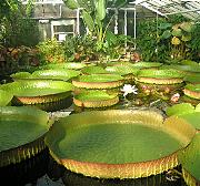 Seerosen im Botanischen Garten