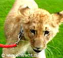 Charly, das Eintracht-Maskottchen. Foto: Eintracht Braunschweig