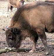 Ein Wisent