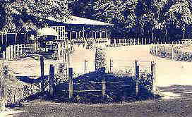 Anfangs waren der Stein und die Hainbuchenhecke noch durch einen Zaun gesichert.